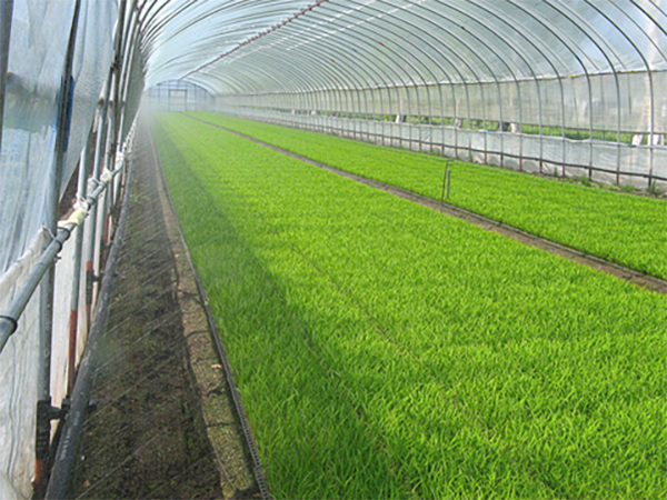 ミストエース S ／ミストエース S ナイアガラ