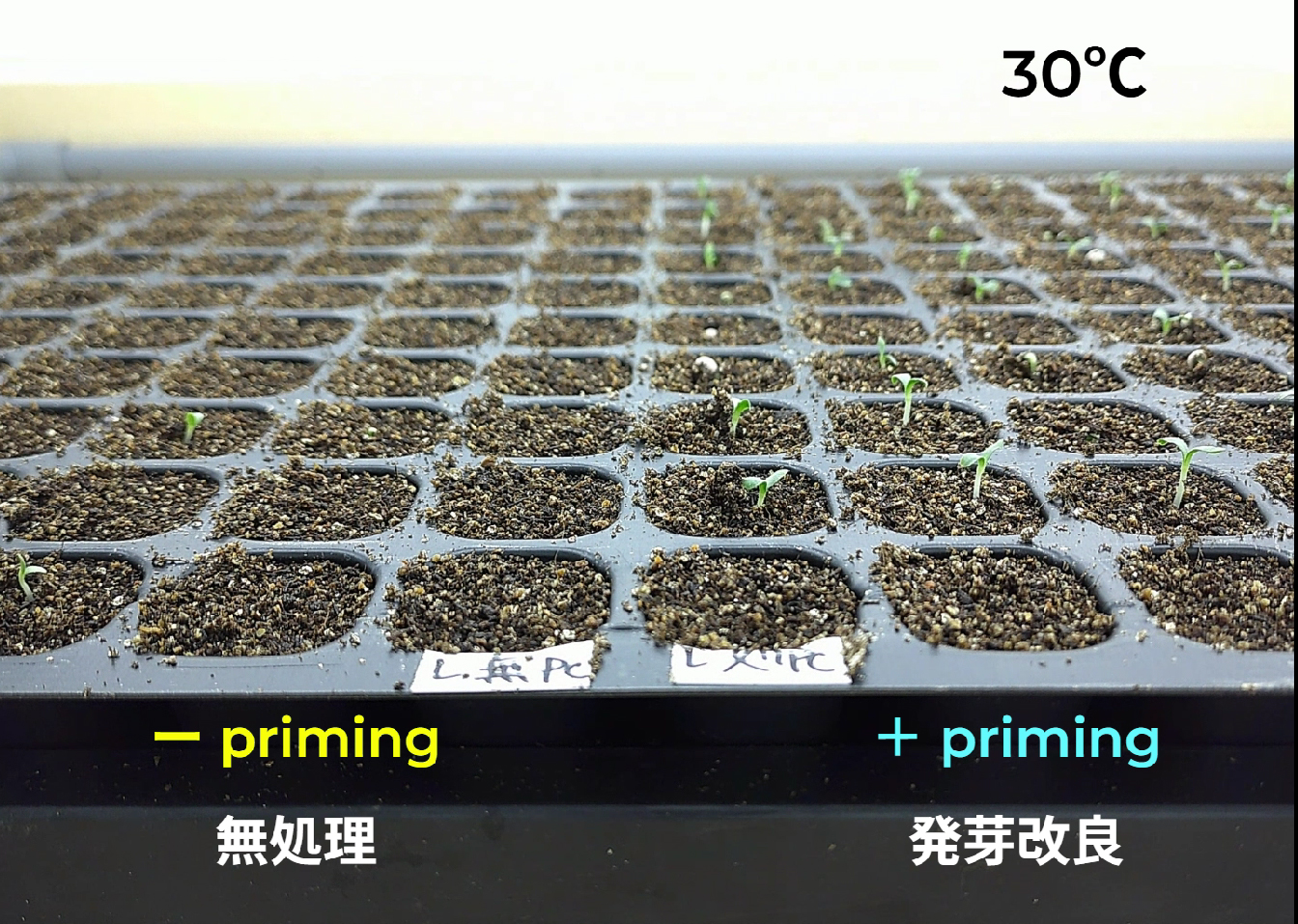製品情報：コート種子・培土関連｜住化アグリテック株式会社