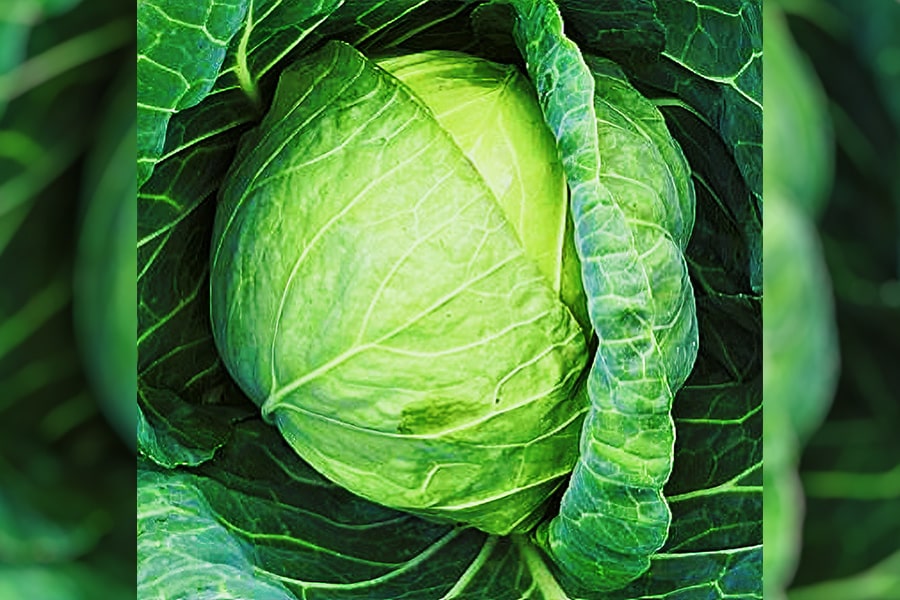 Cabbage