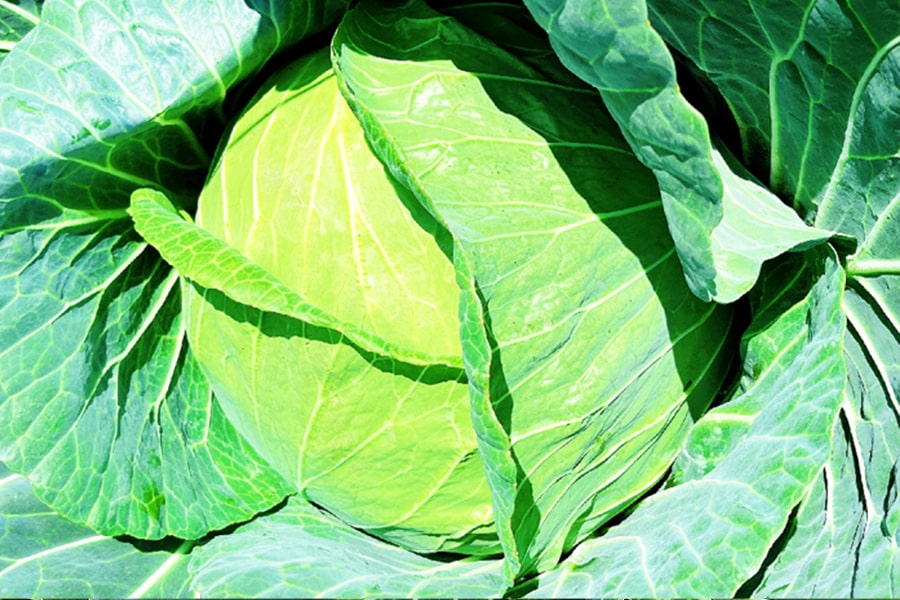 Cabbage