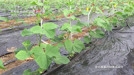 Sumitube Strawberry (WB1031), Tomato (WB1030), Melon (WB1032)