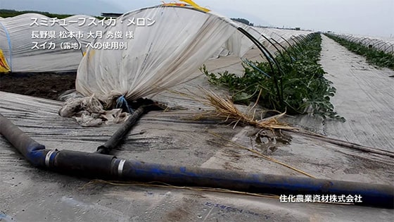 Sumitube Strawberry (WB1031), Tomato (WB1030), Melon (WB1032)