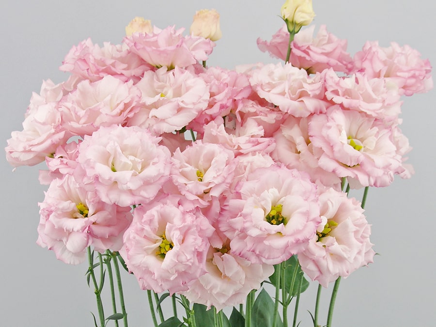 Celeb 1, Blue Chateau