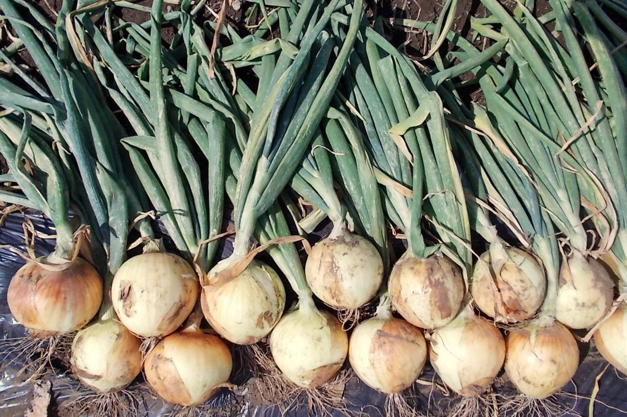 Onion