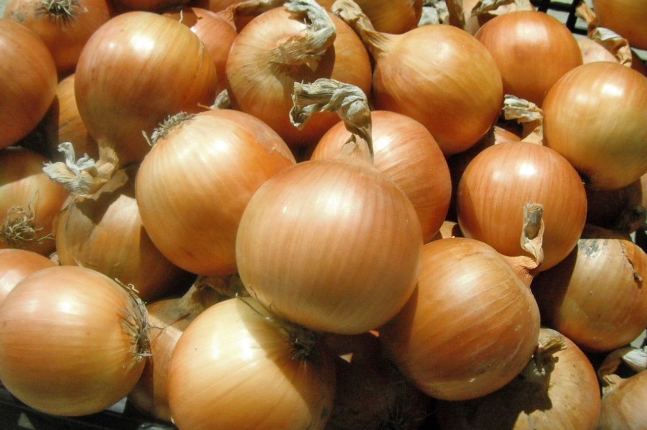 Onion