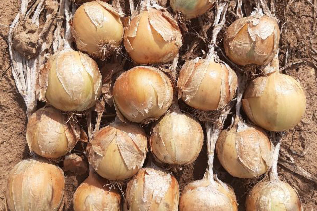Onion