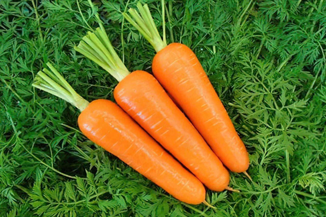 Carrot