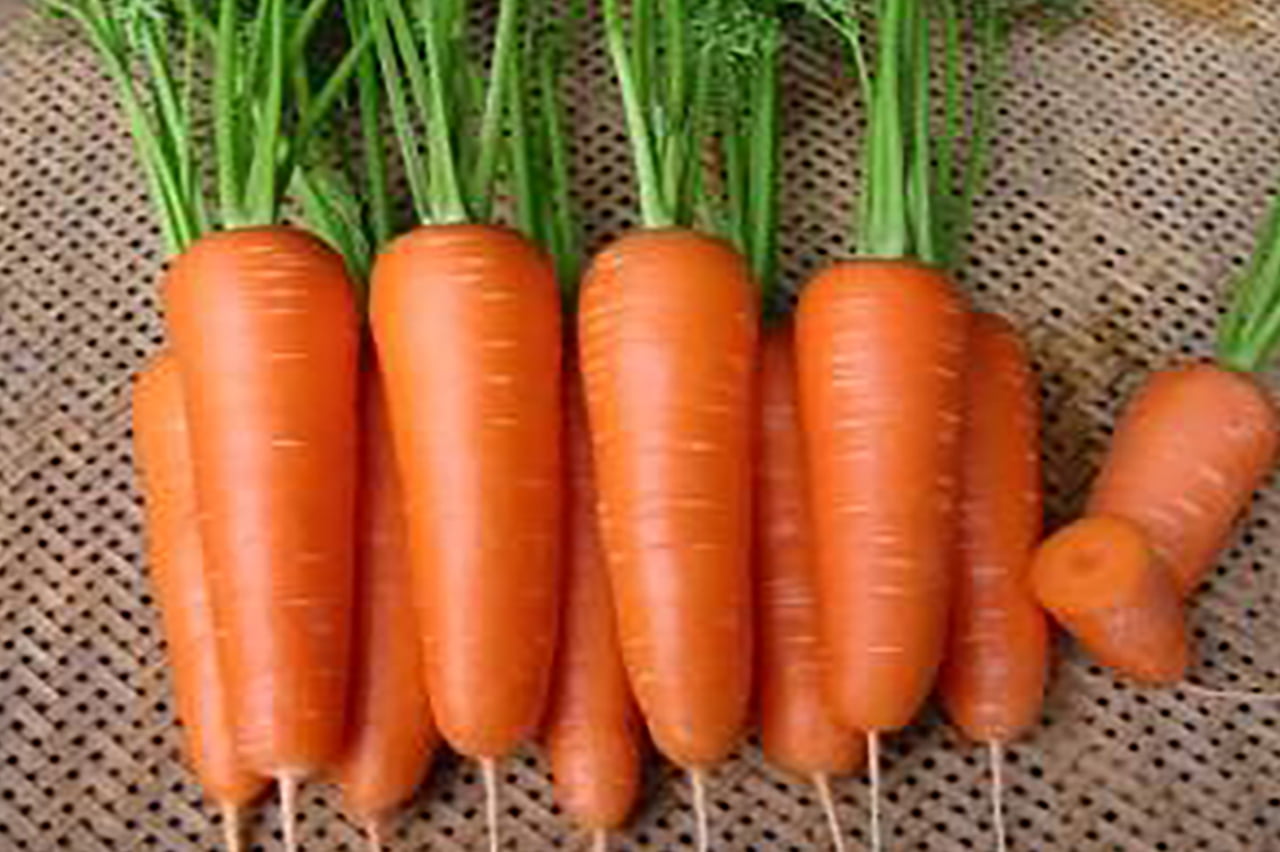Carrot