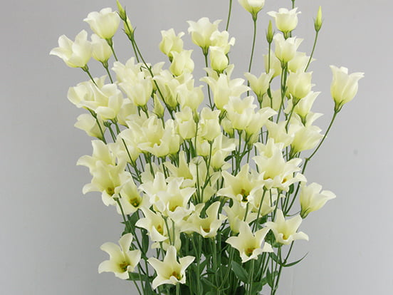 F07-948Macherie Green