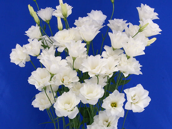 F07-291Macheriena White