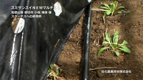 Sumisansui New Mulch 100