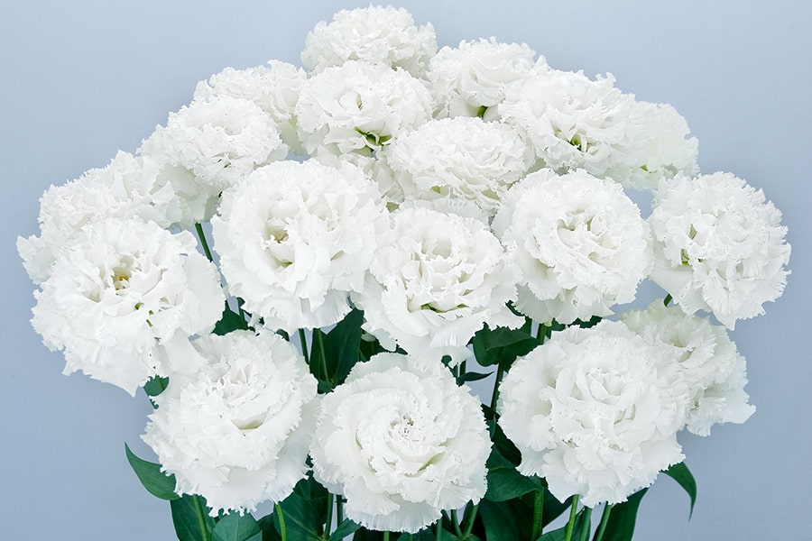 Celeb 2, Celebrich 2