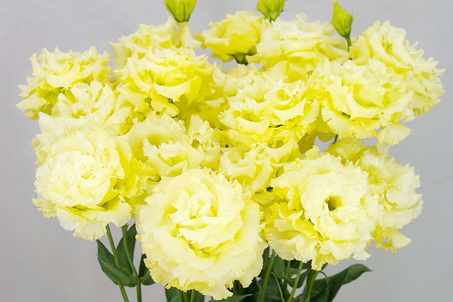 Celeb 2, Celebrich 2