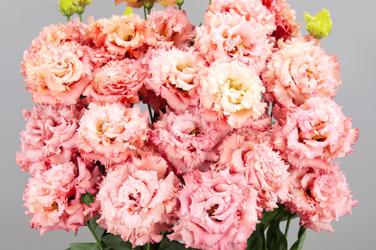 Celeb 2, Celebrich 2