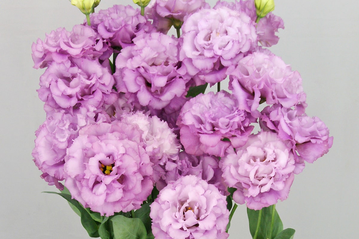 Celeb 2, Celebrich 2