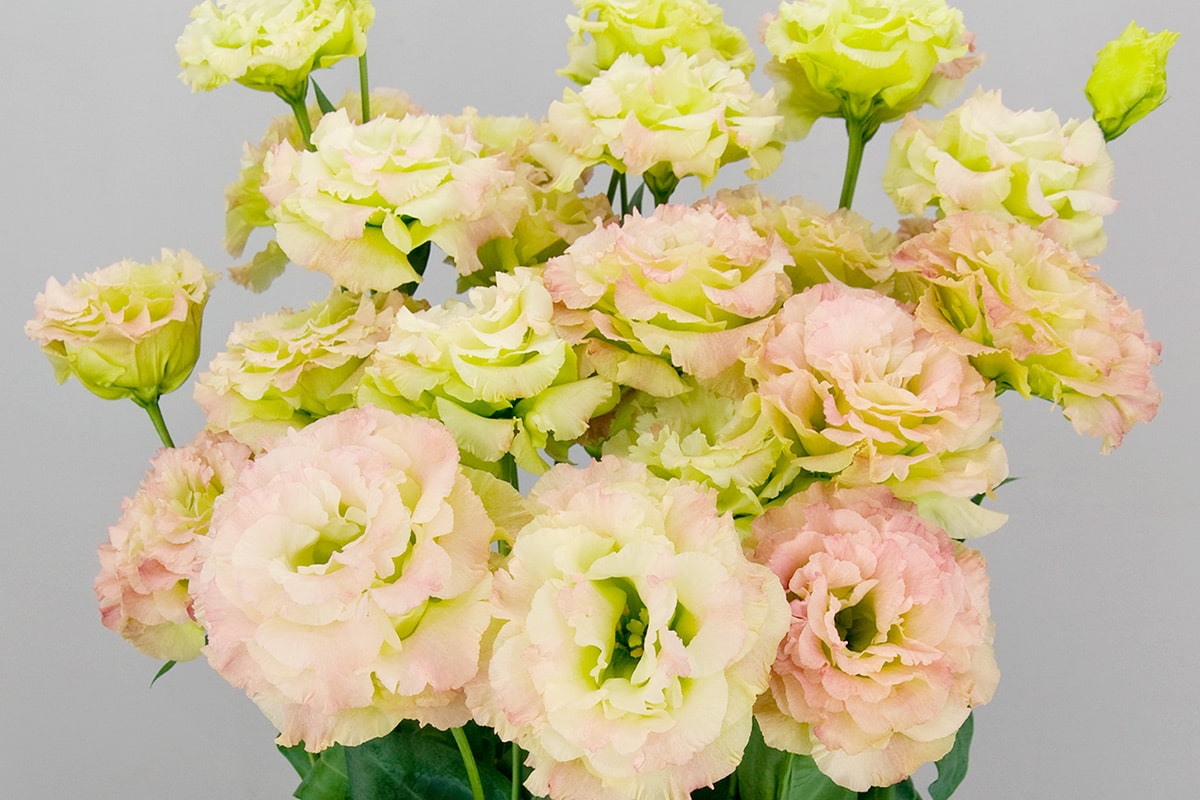 Celeb 2, Celebrich 2