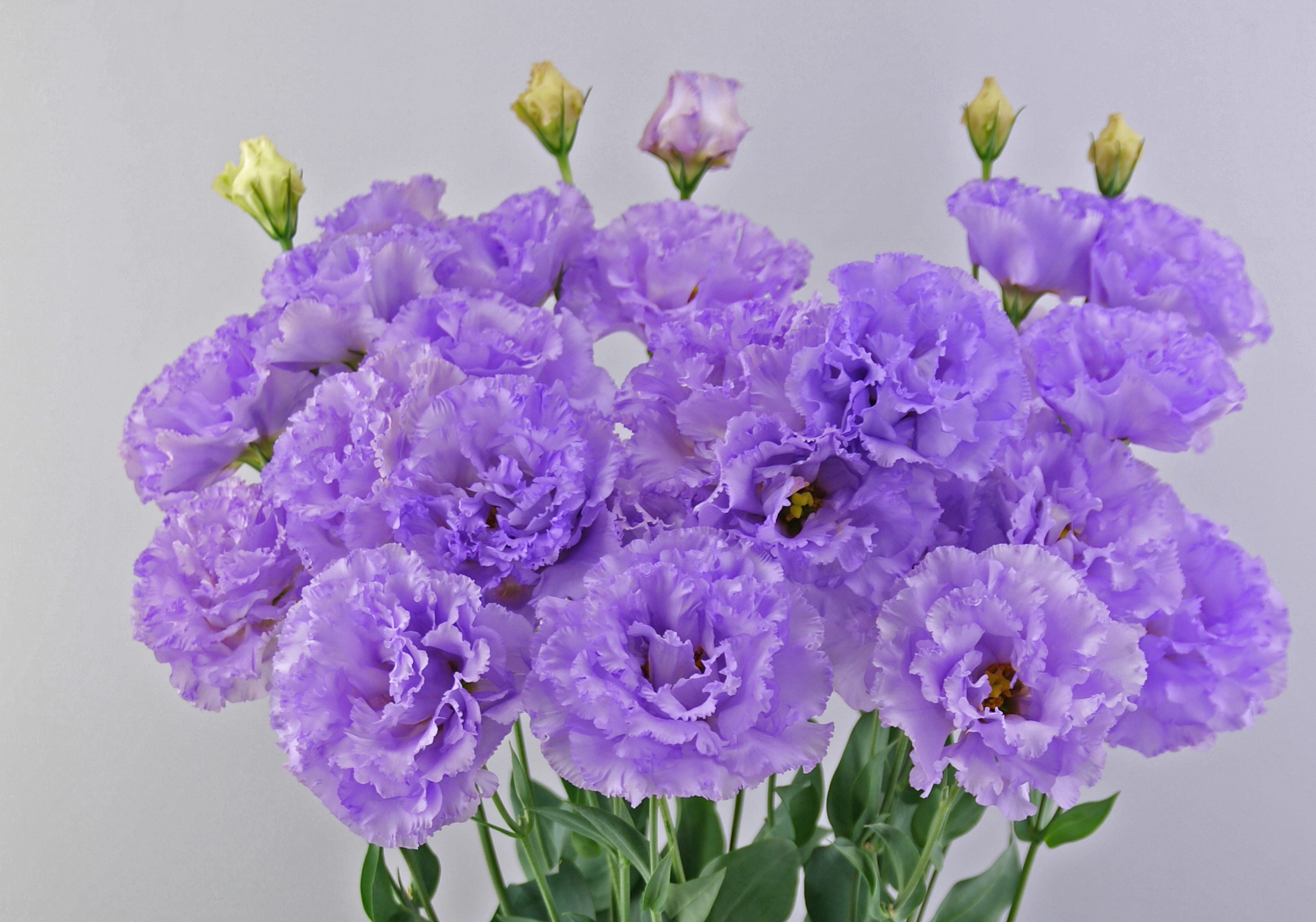 F17-610 Celeb 2 Amethyst