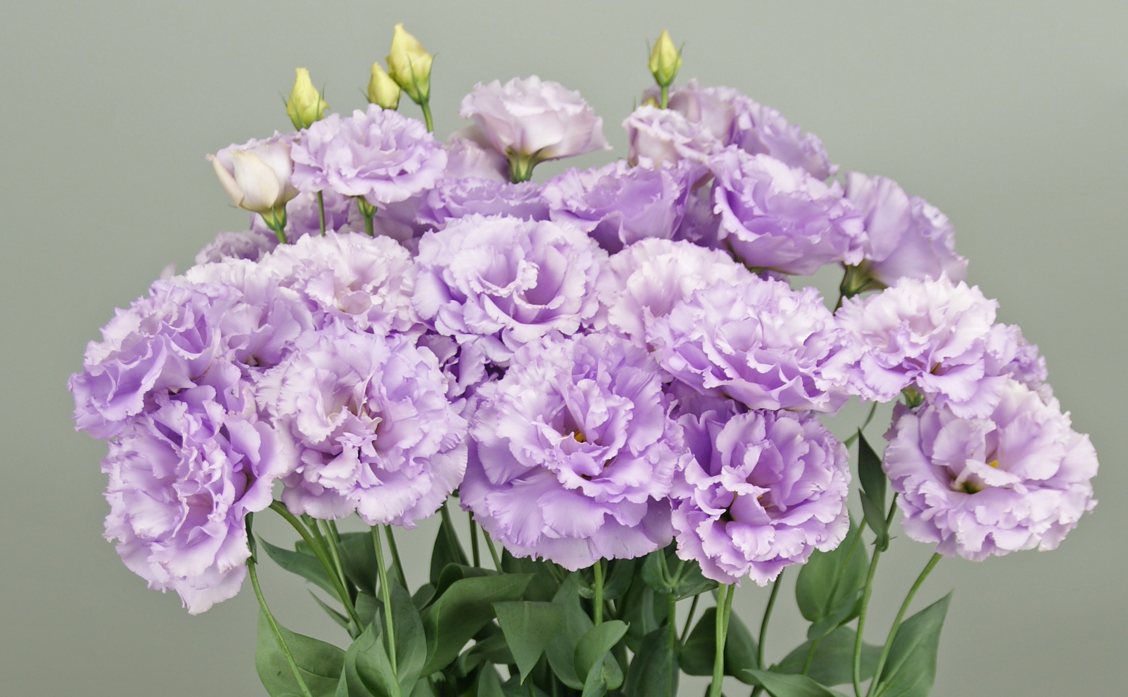 F17-601 Celeb 2 Deep Lavender