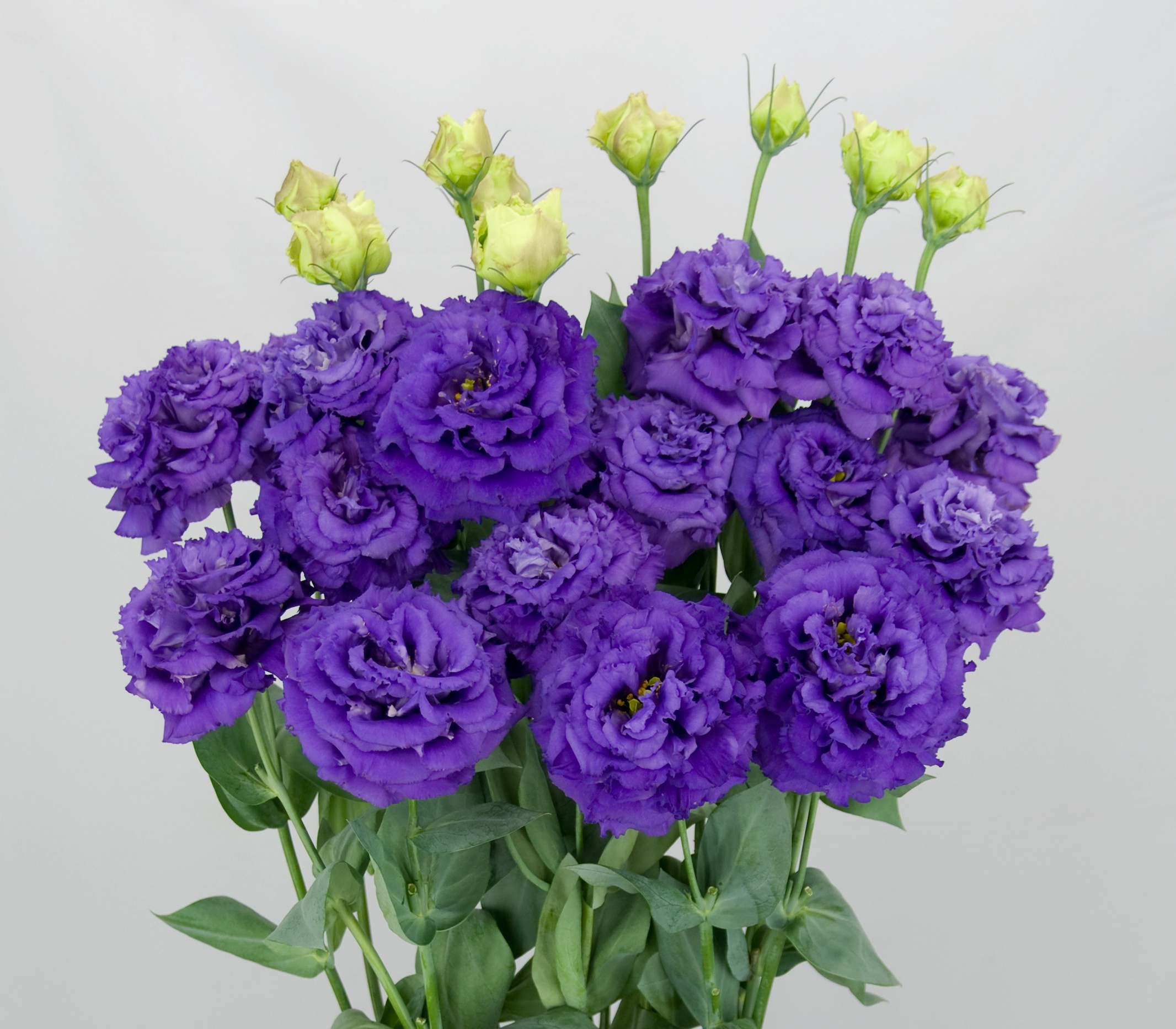 F14-769 Celeb 2 Navy