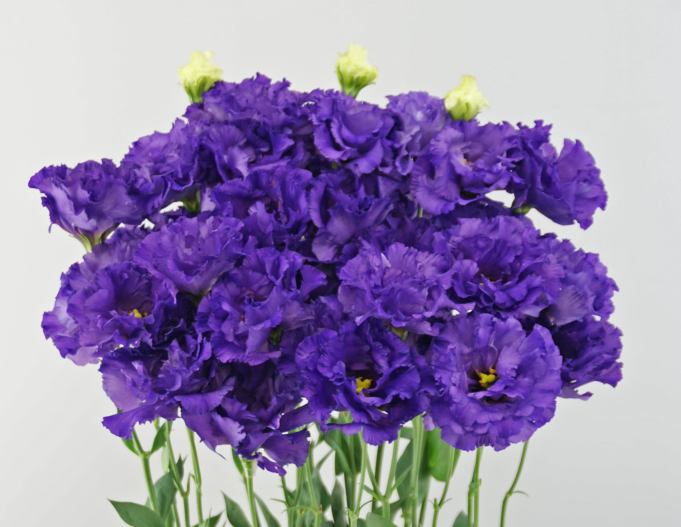 F16-325 Celeb 2 Night Blue