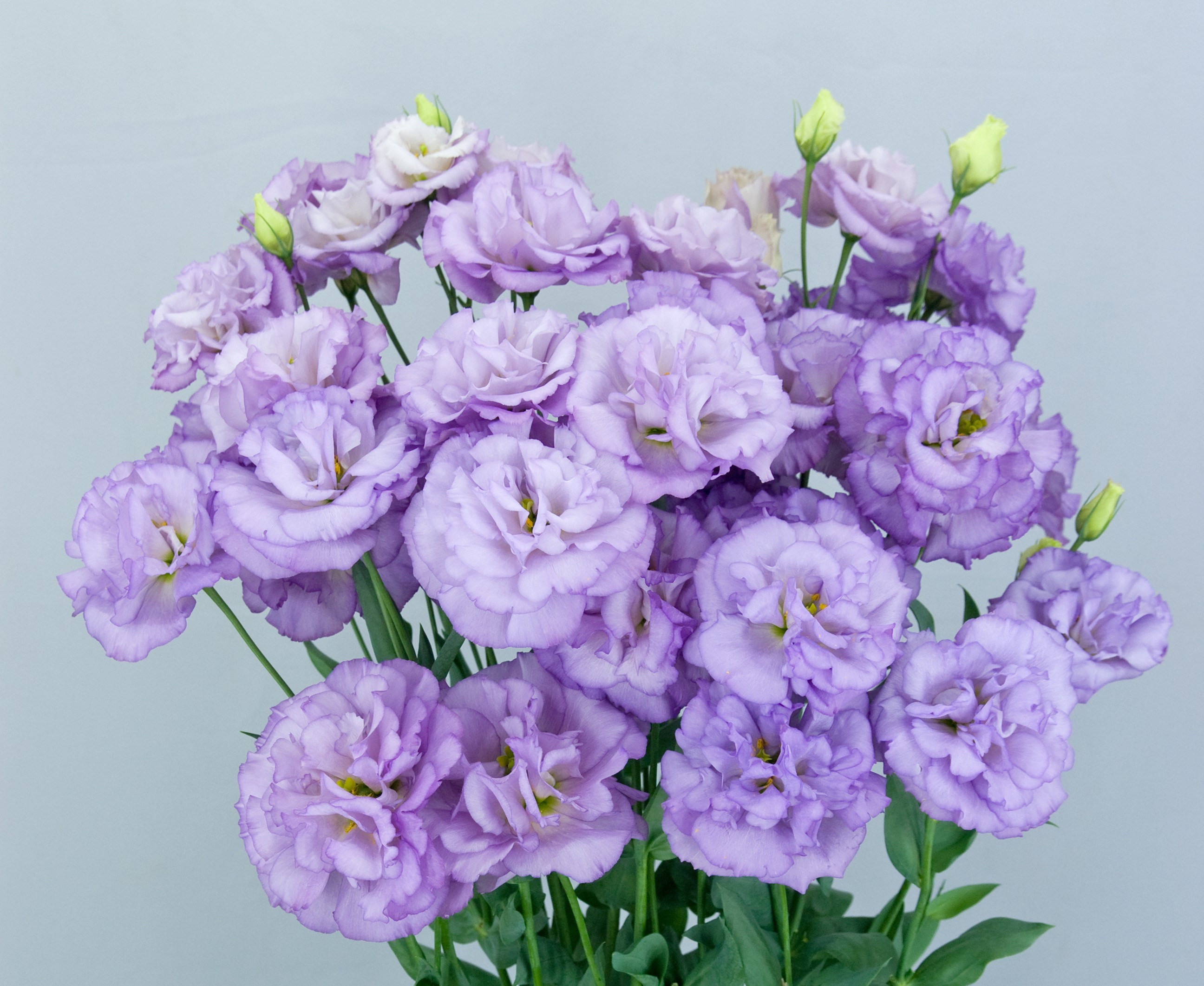 F12-063 Celeb 2 Orchid