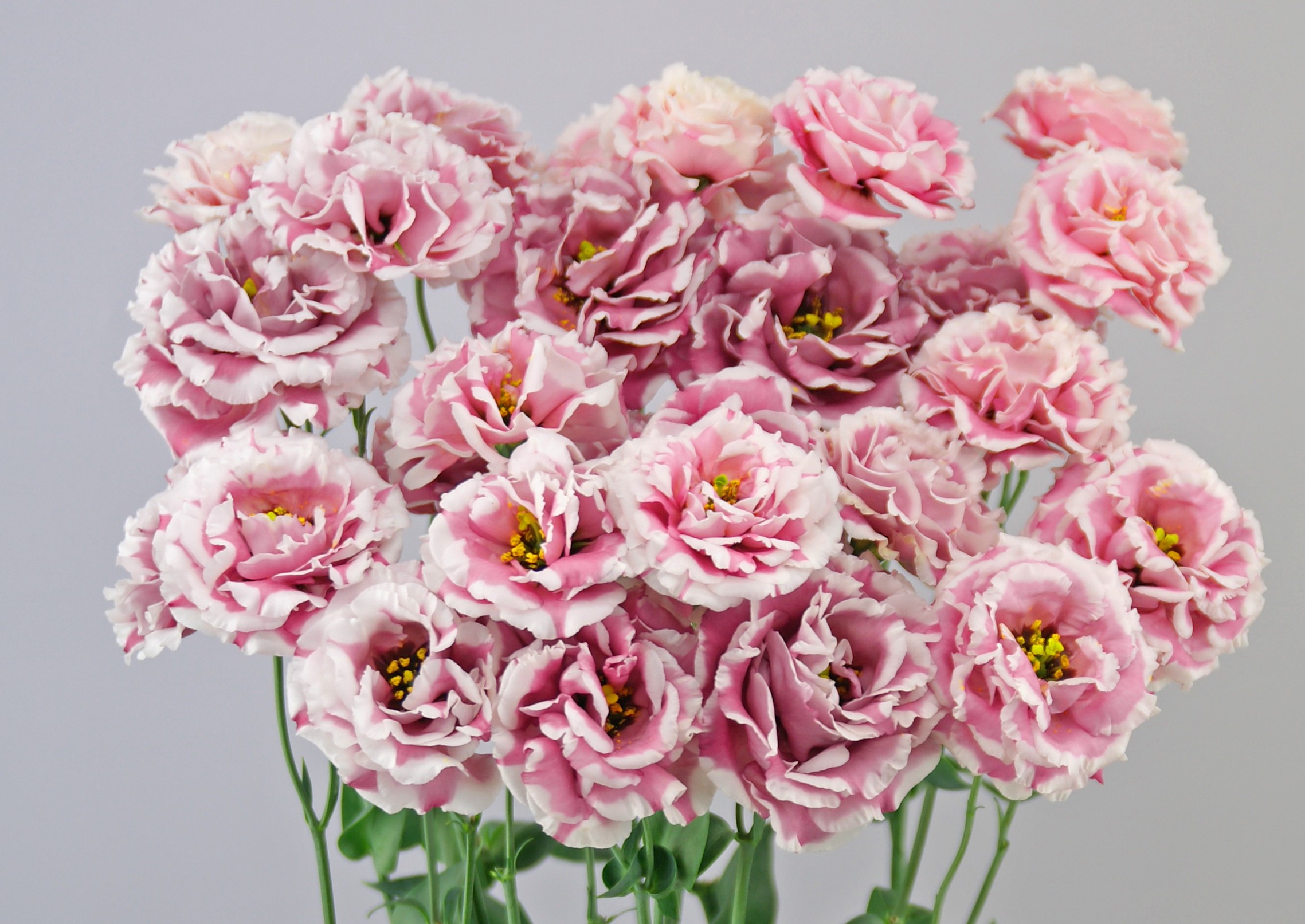 F16-301 Celeb 2 Turn Red