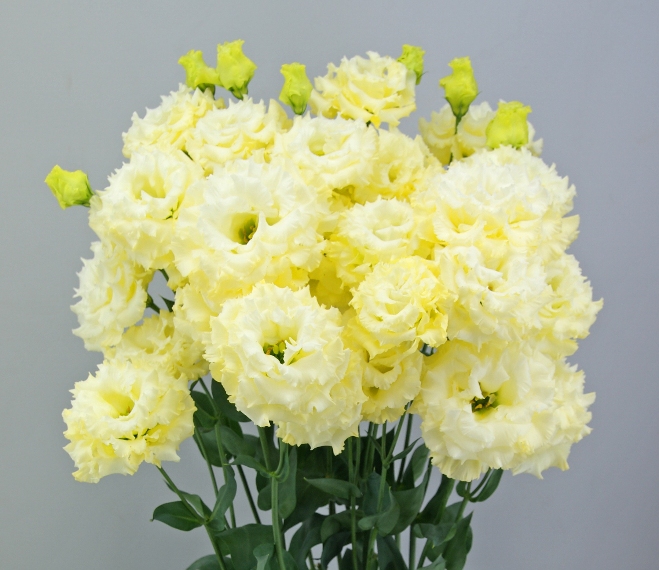 F09-105 Celeb 2 Yellow