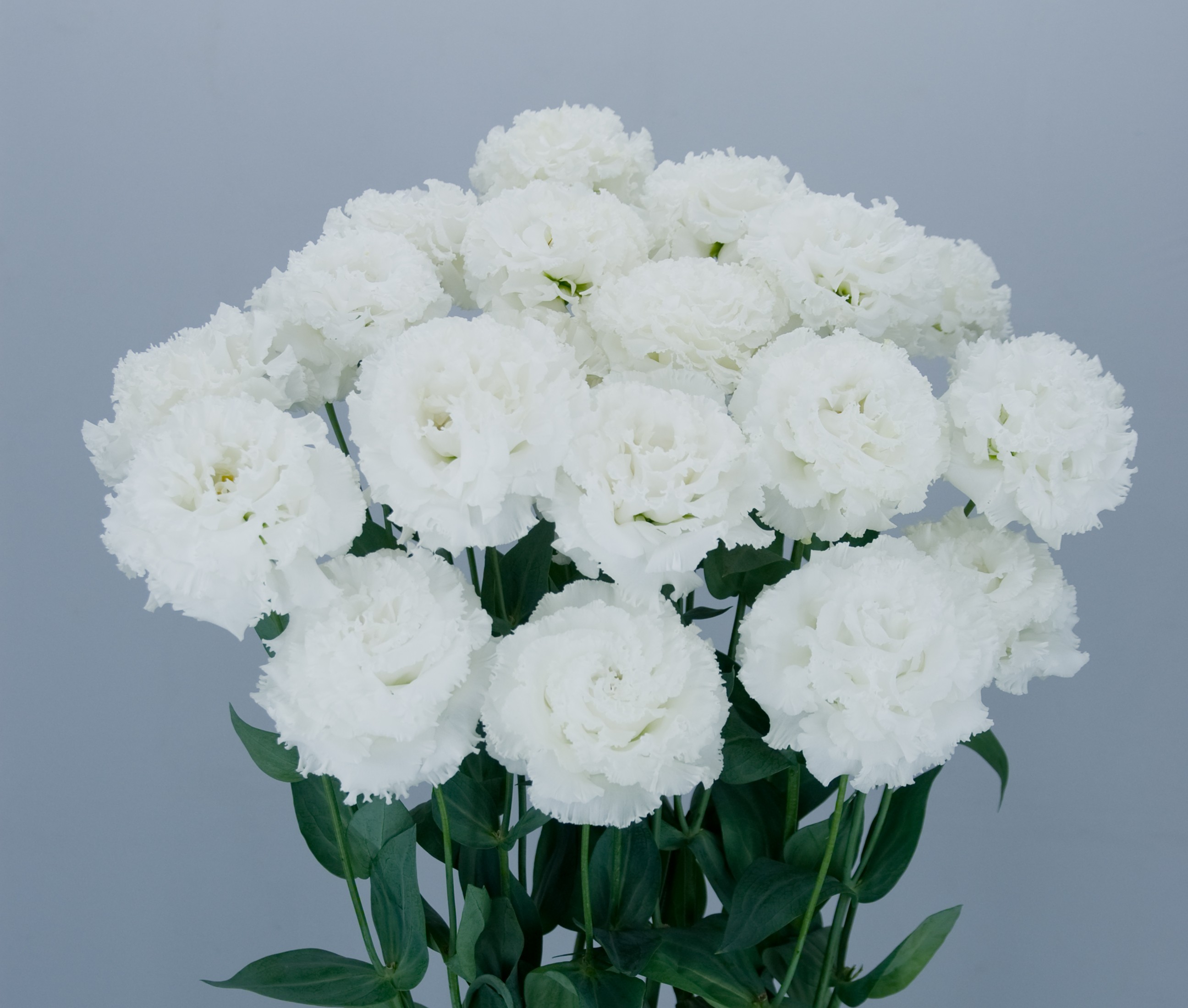 F14-942 Celebrich 2 White