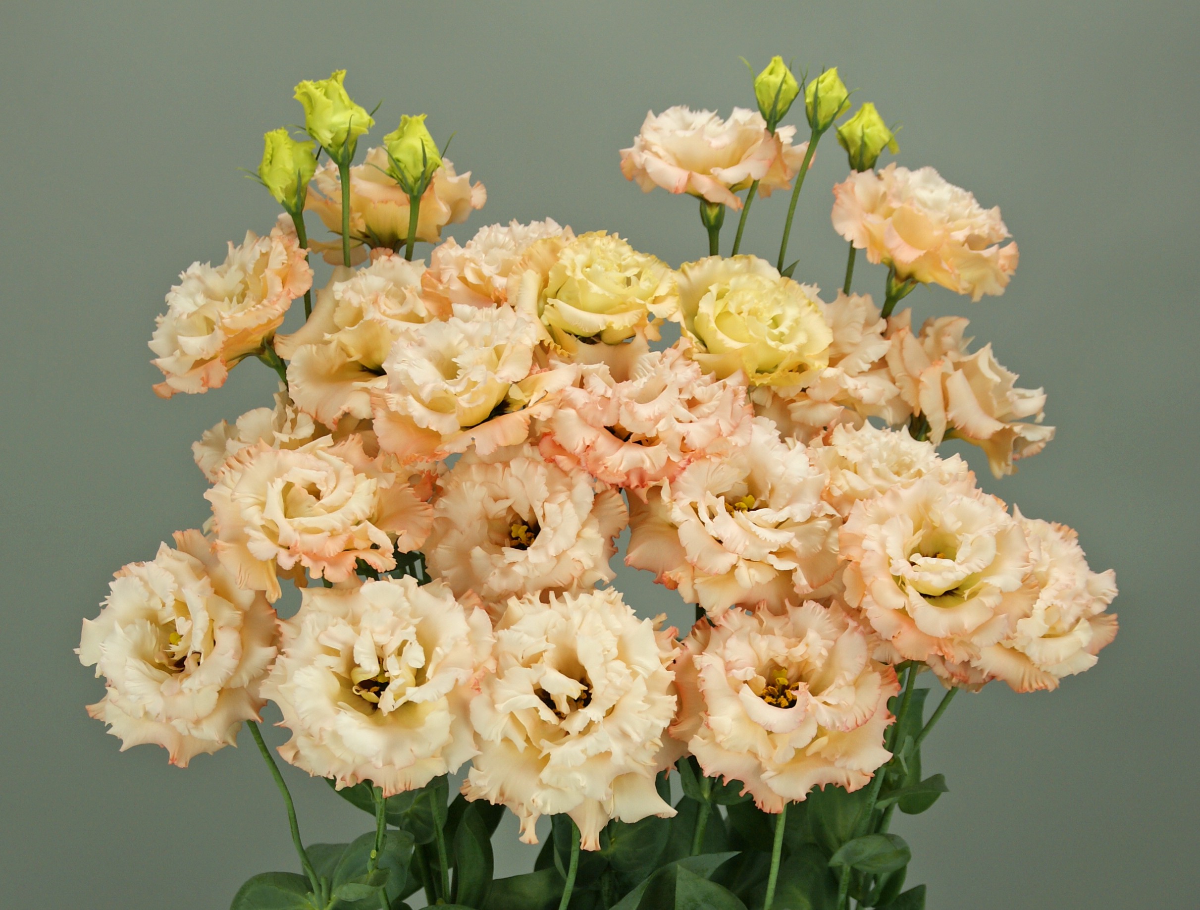 F18-948 Celeb 3 Apricot