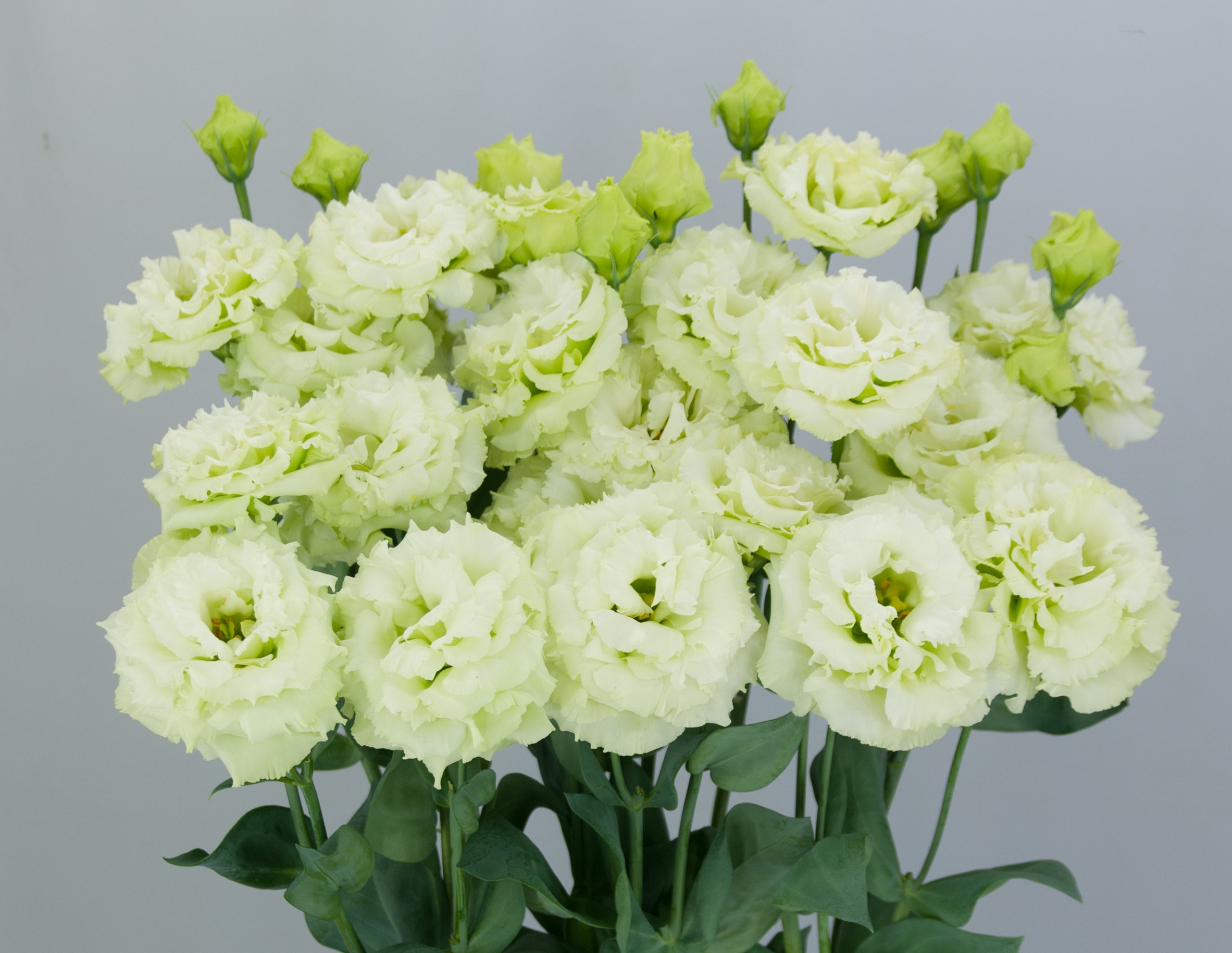 F14-375 Celeb 3 Green