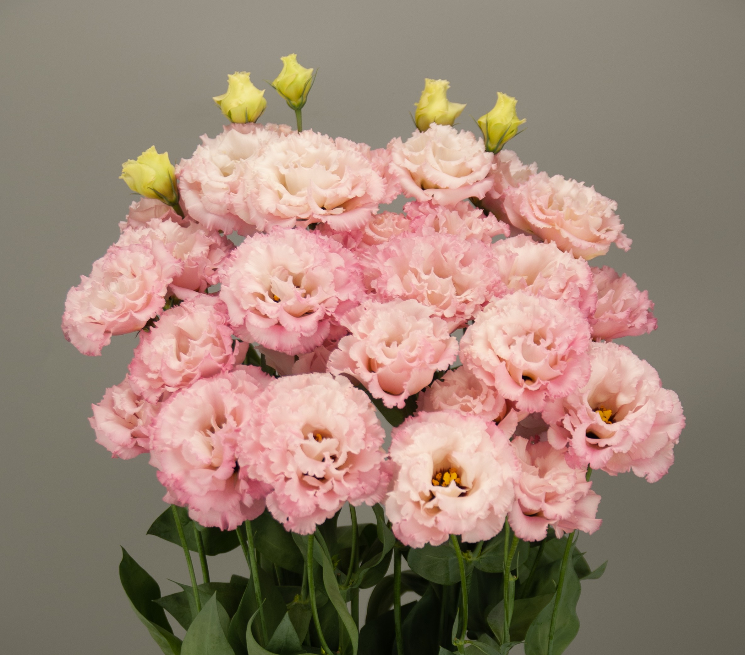 F18-818 Celeb 3 Pink