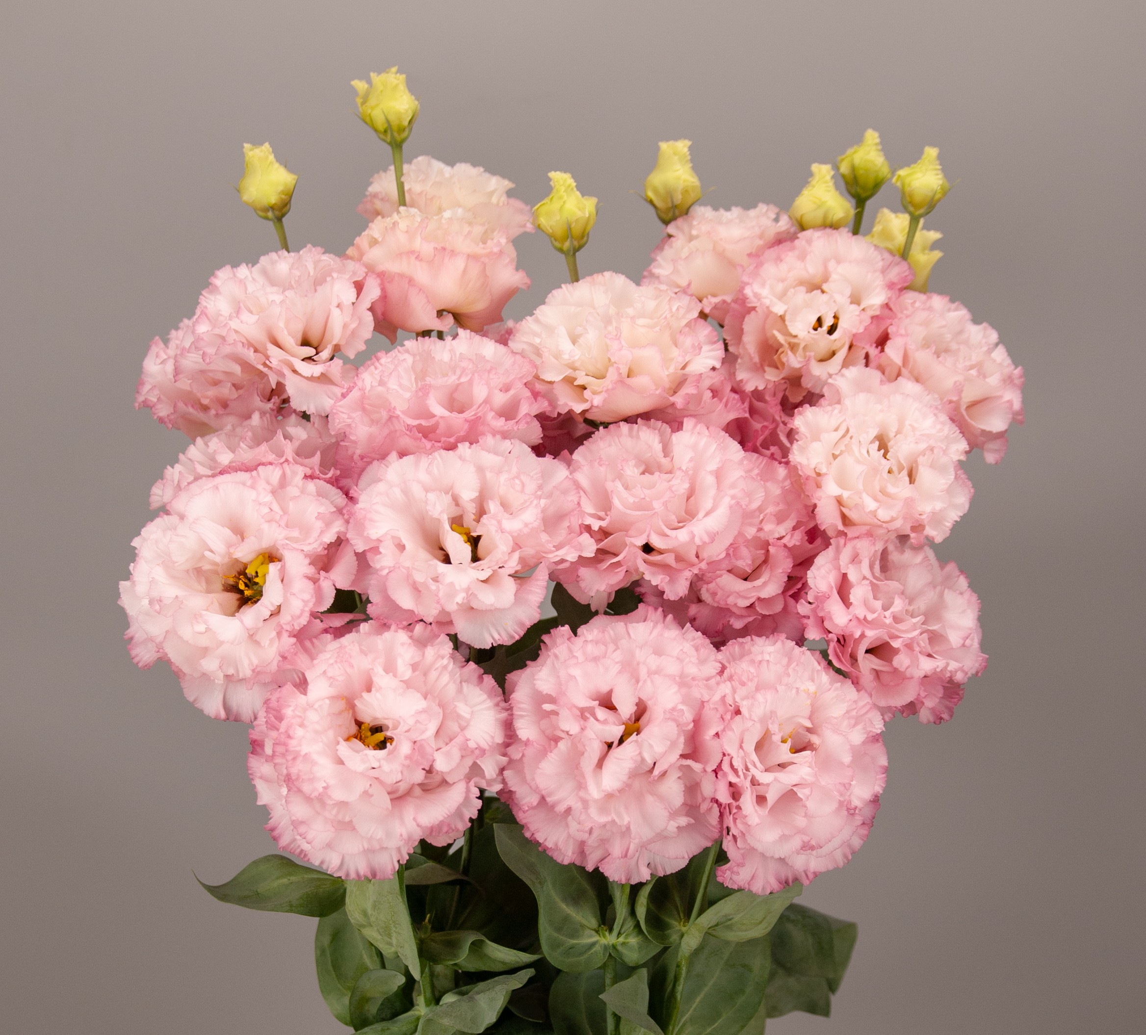 F19-451 Celeb 3 Pink ver.2