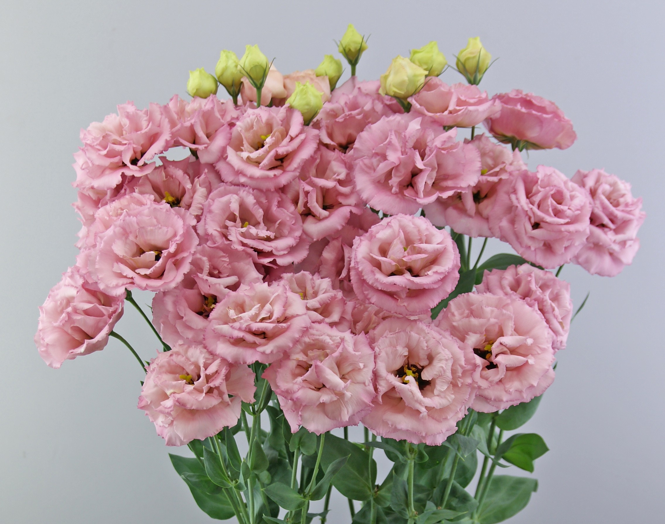 F15-352 Celeb 3 Rasberry