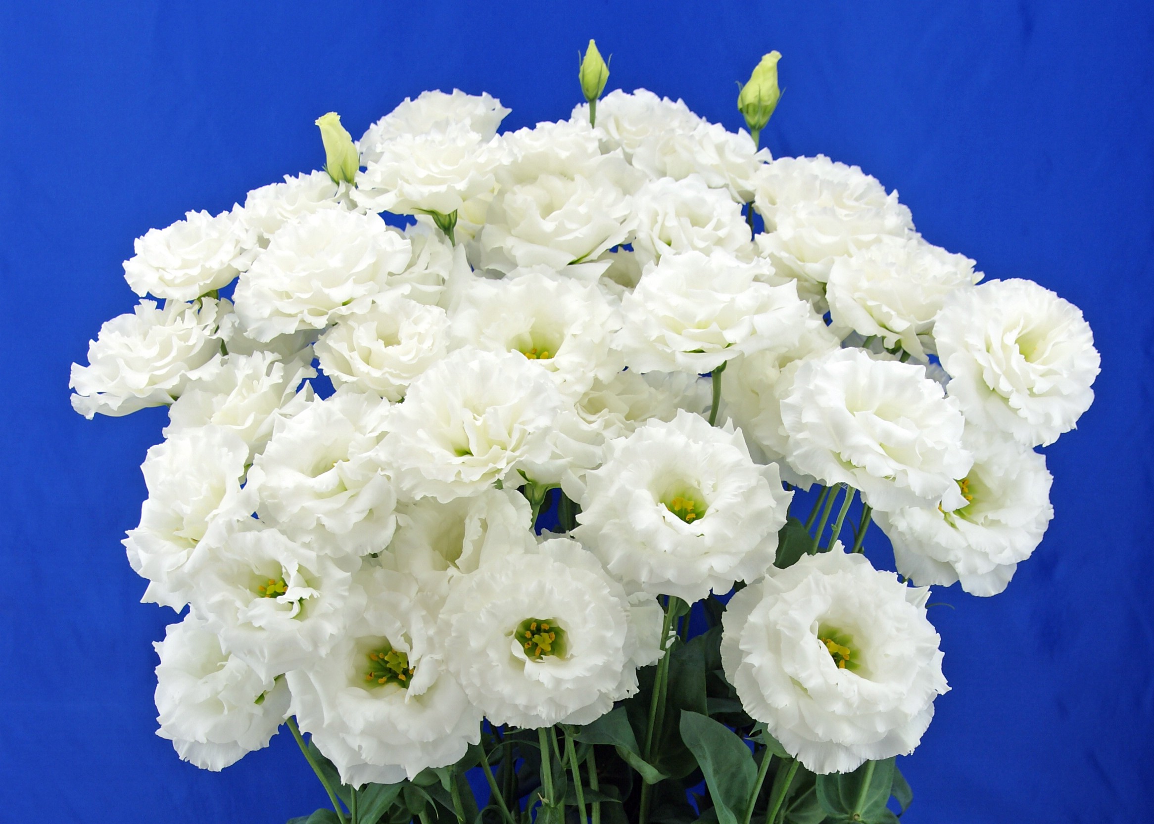 F19-444 Celeb 3 White