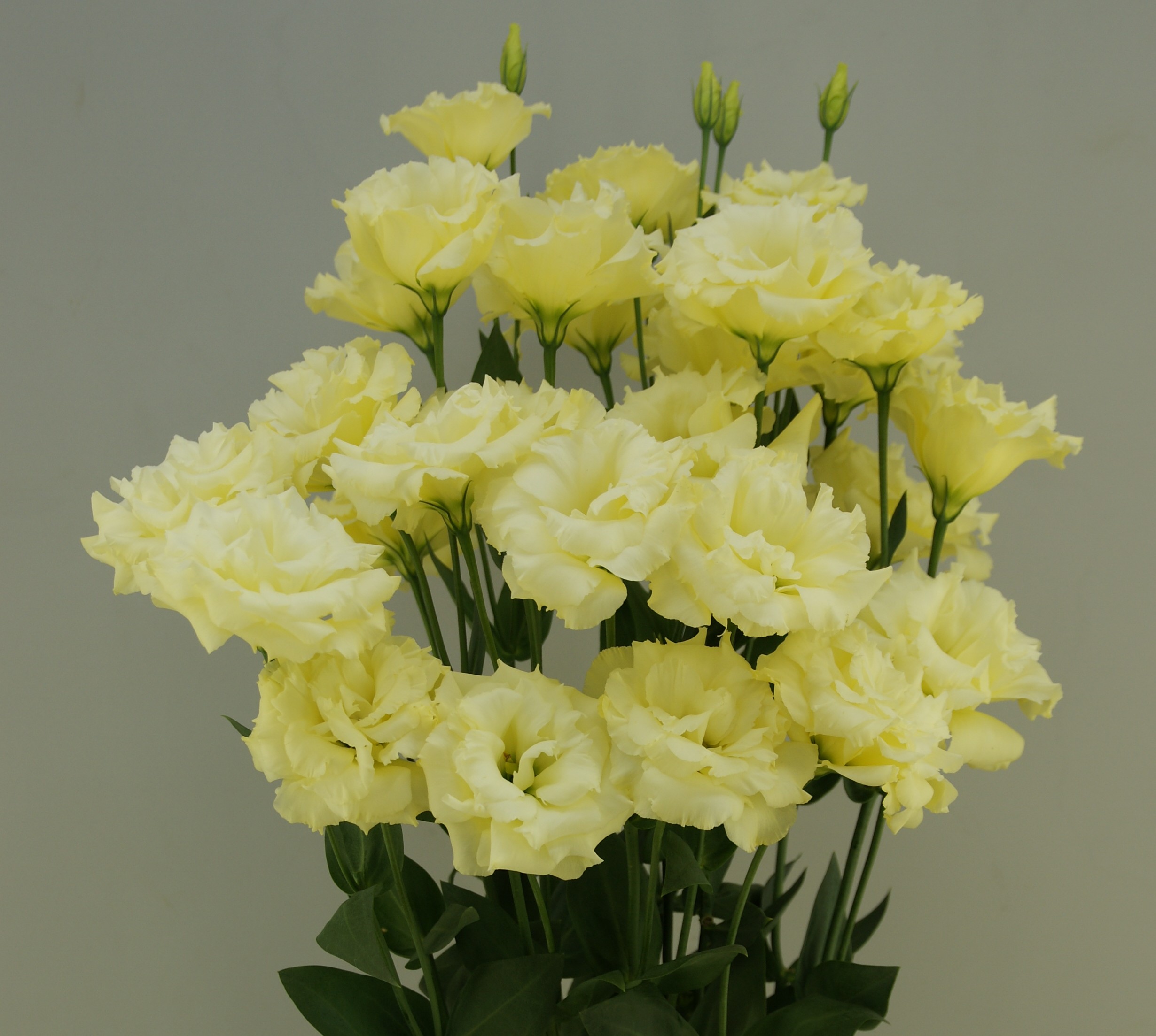 F07-801 Megalo 1 Yellow