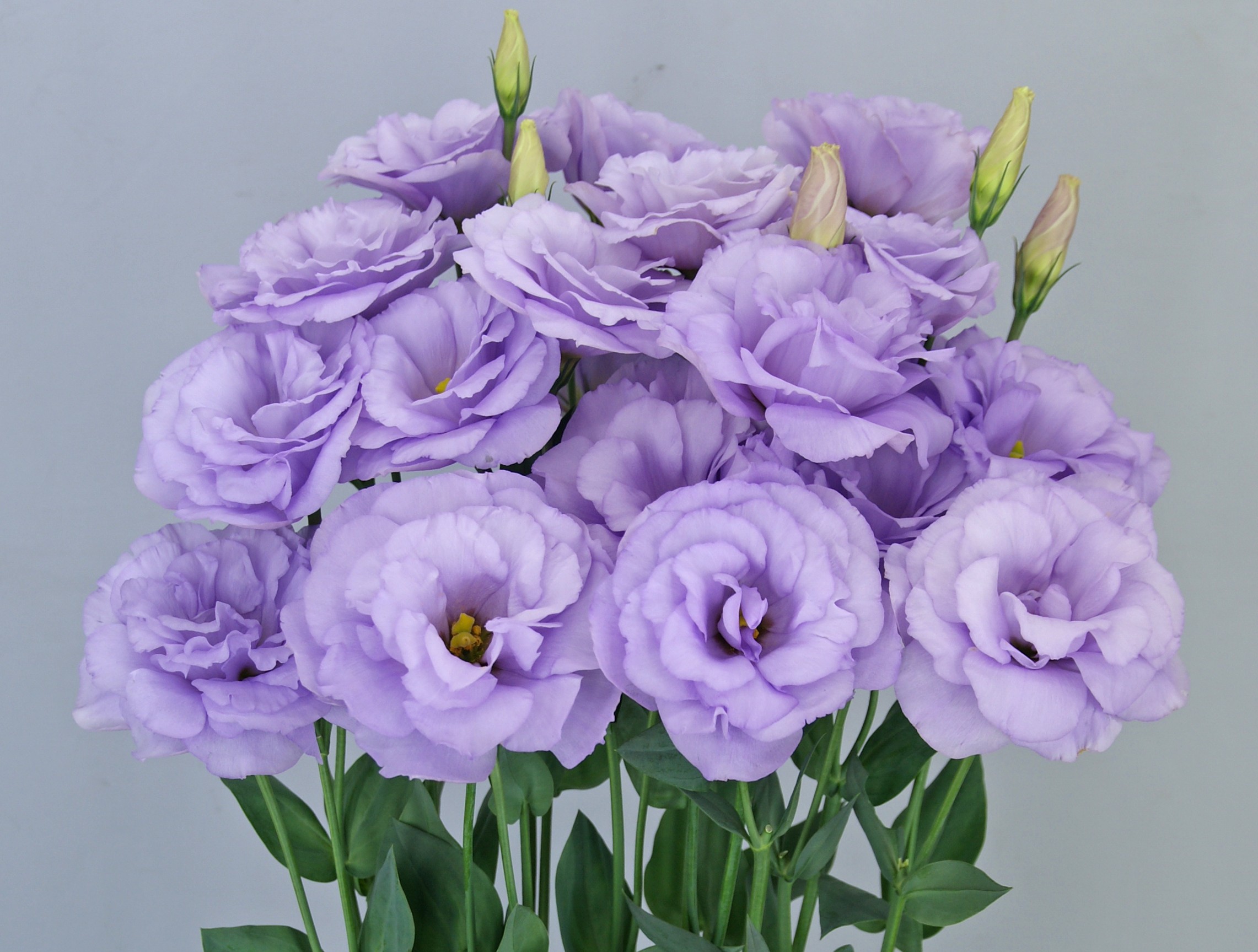 F11-424 Megalo 3 Lavender Imp.