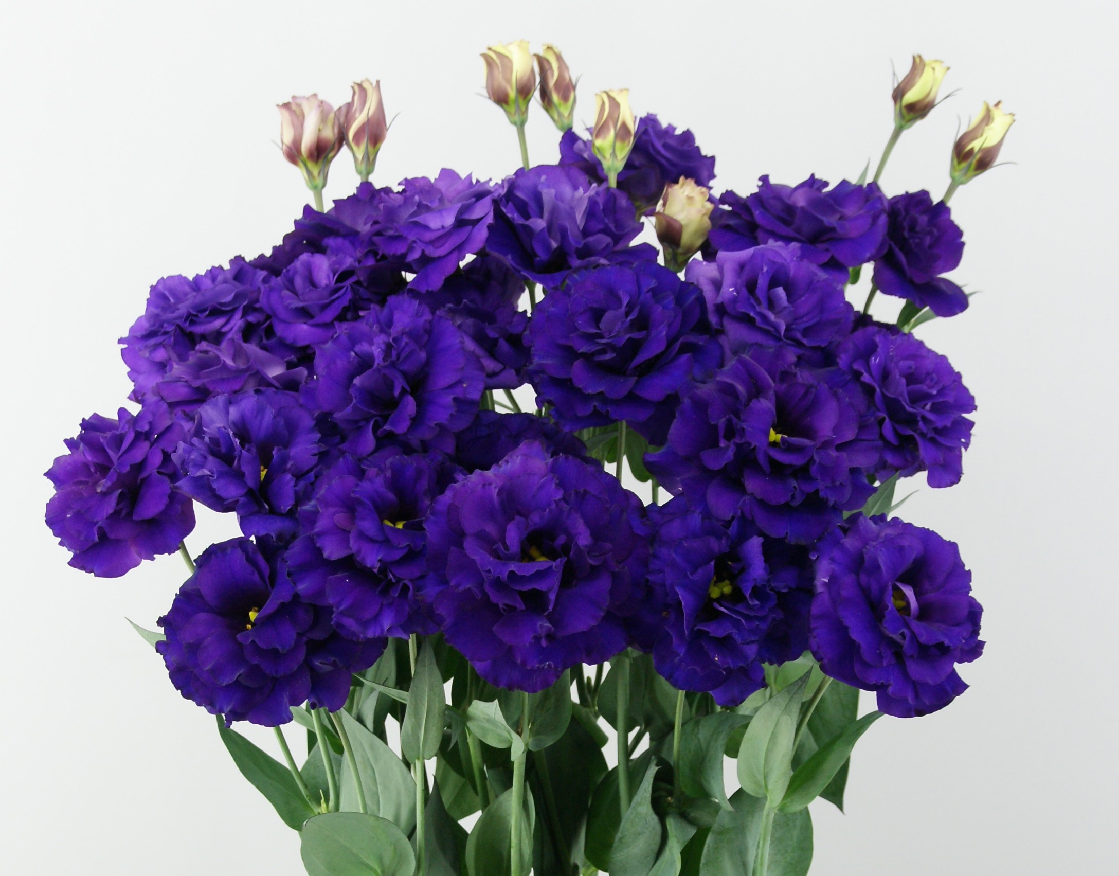F14-763 Megalo 4 Violet
