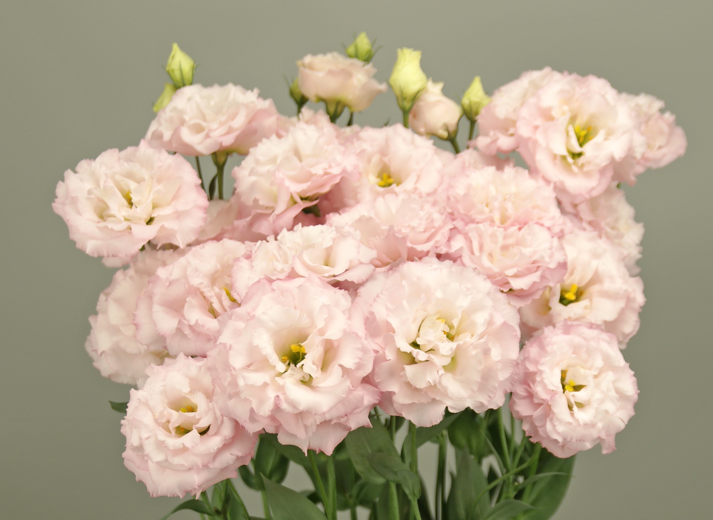 F17-231 Grace 1 Light Pink 