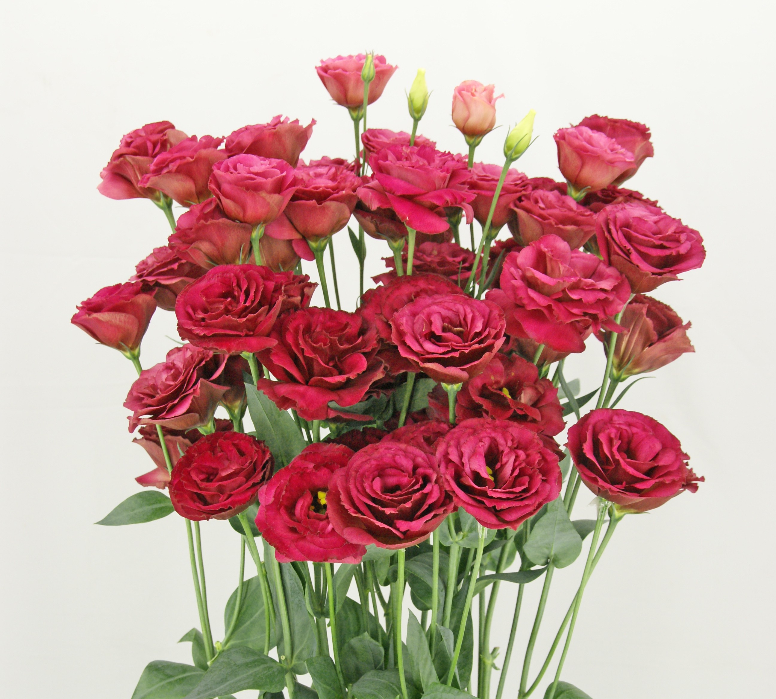 F11-851 Arosa 3 Red