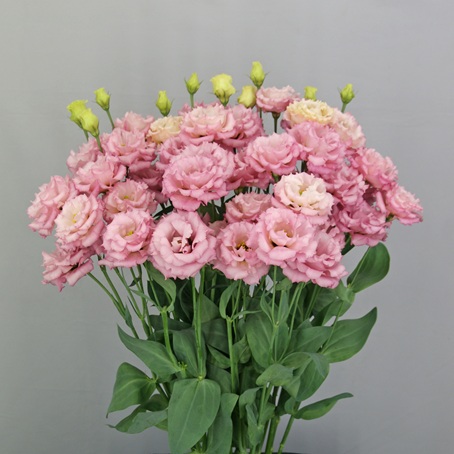 F18-854 Arosa 4 Deep Pink