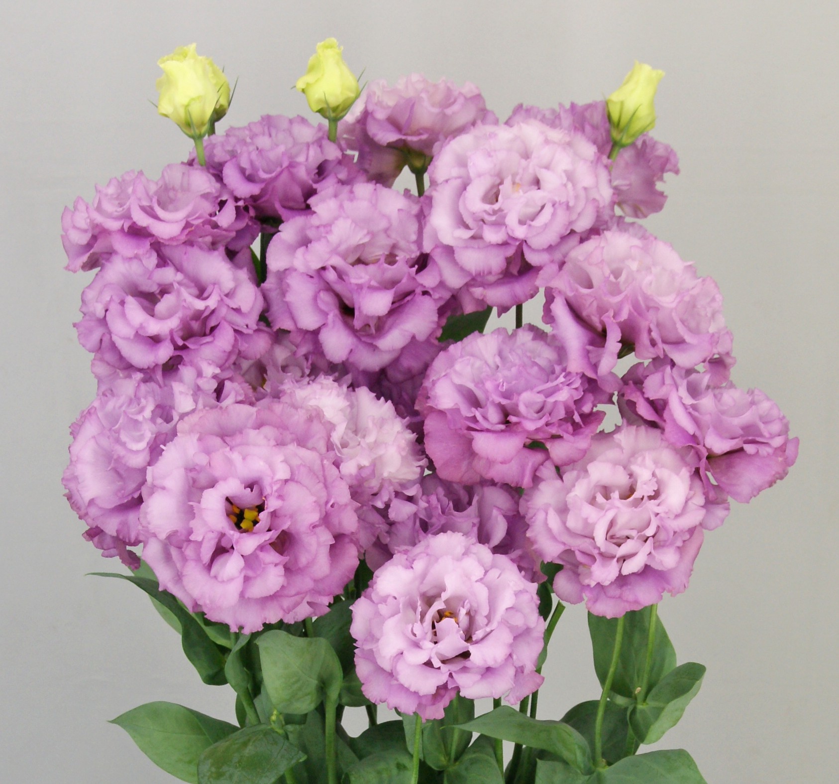 F12-036 Celeb 2 Grape