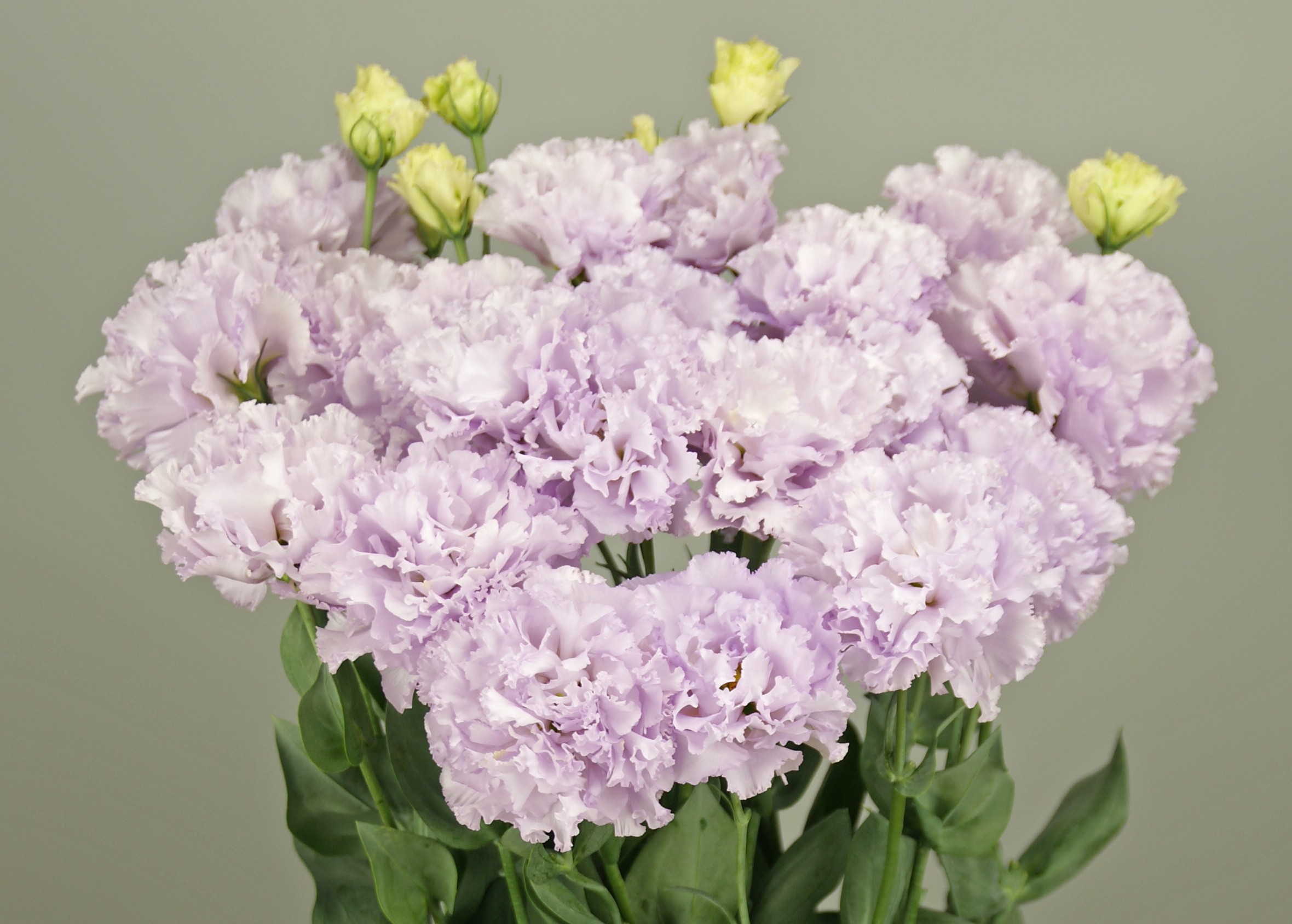 F19-301 Celeb 2 Lavender