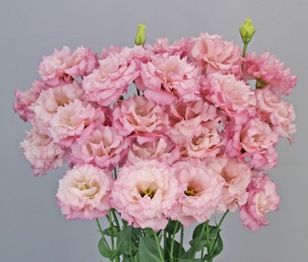 F11-141 Celeb 2 Lovely Pink