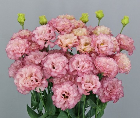 F12-486 Celeb 2 Madonna