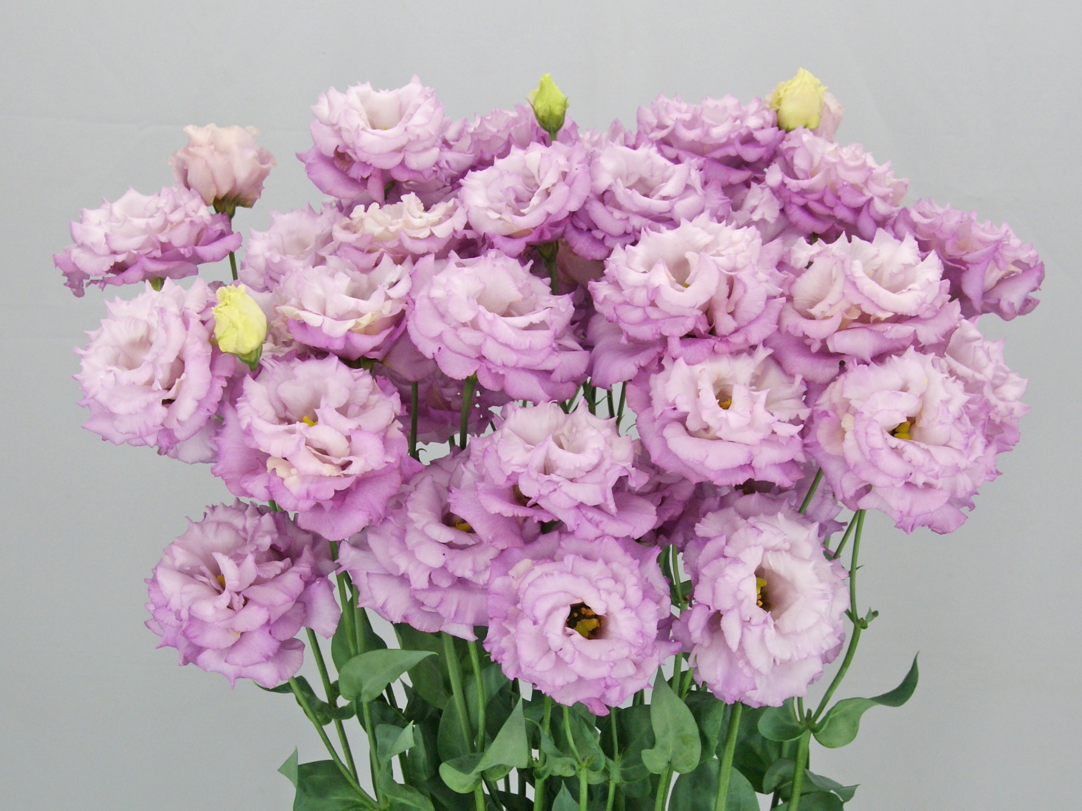 F11-134 Celeb 2 Mid Grape