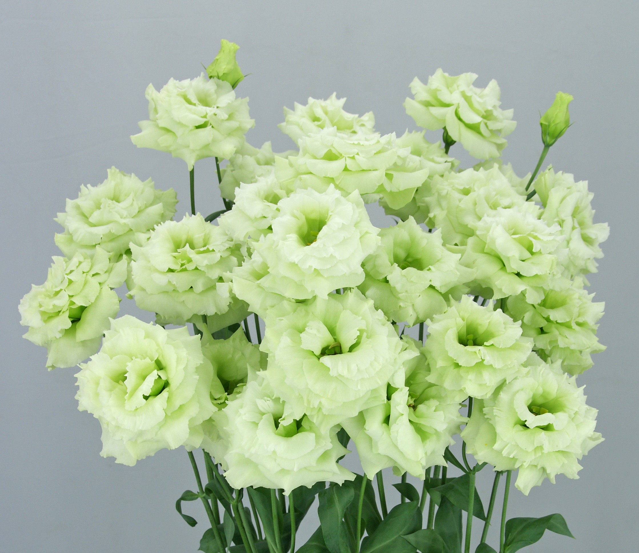 F10-521 Celeb 2 Mint Green