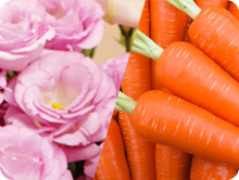 種苗部 製品情報サイト