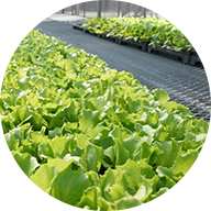 葉菜類／水稲育苗