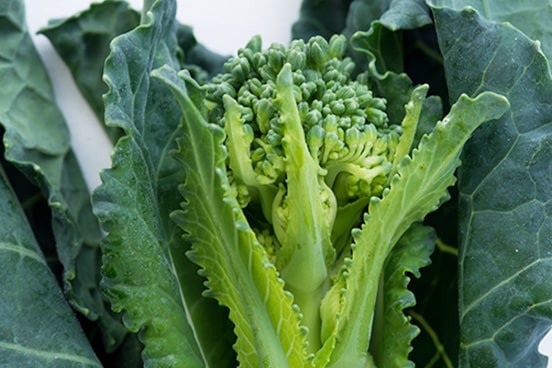 新品種 「ケロッコ」 発売のお知らせ