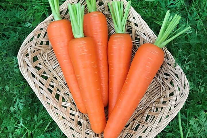 アヤジェンヌ１６